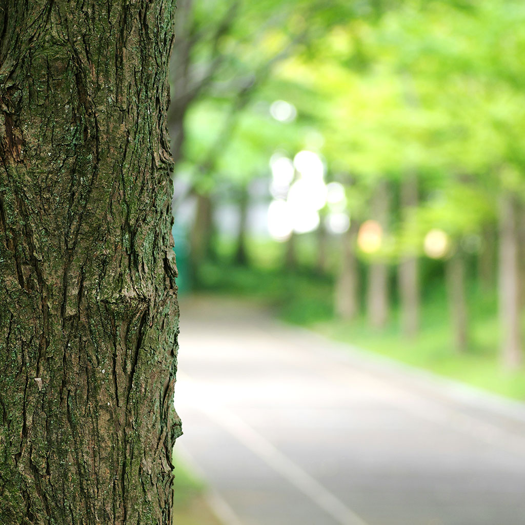 arbre devant route