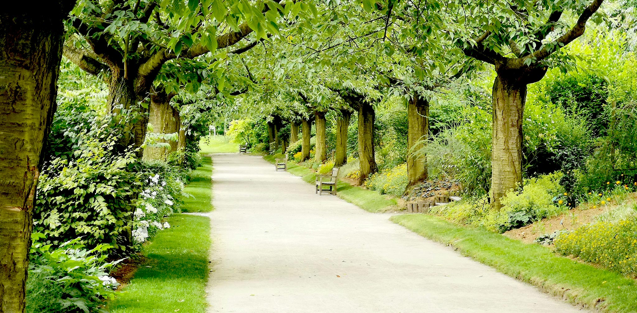 chemin dans la verdure